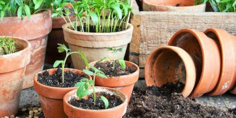 Kako uzgajati i presađivati ​​rasad paradajza